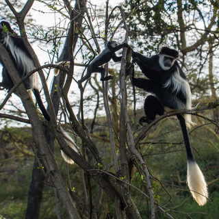 Naivasha - Crater Lake - Colobus monkeys